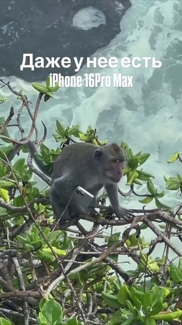 обезьяна и iphone 16 pro max смотреть онлайн