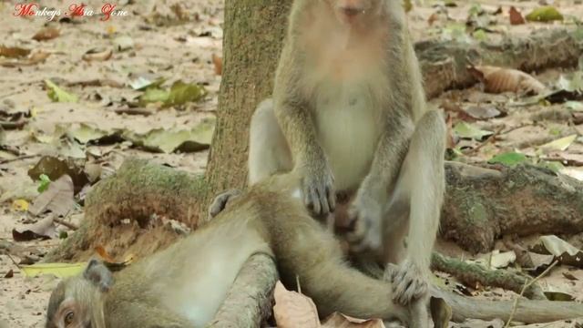 David Monkey And Monkey Bronco Around West Park Bayon смотреть онлайн