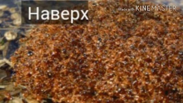 Топ опасных насекомых смотреть онлайн