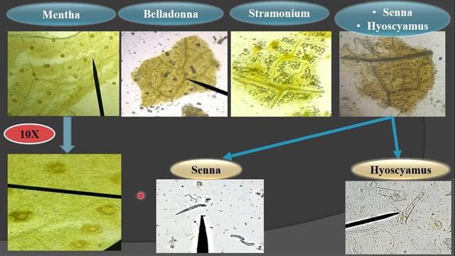 السكشن الثامن نباتات طبيه - مستوى اول عام وكلينيكال смотреть онлайн