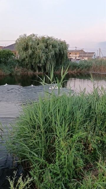 Испугались бобра. 🌿🦢 смотреть онлайн