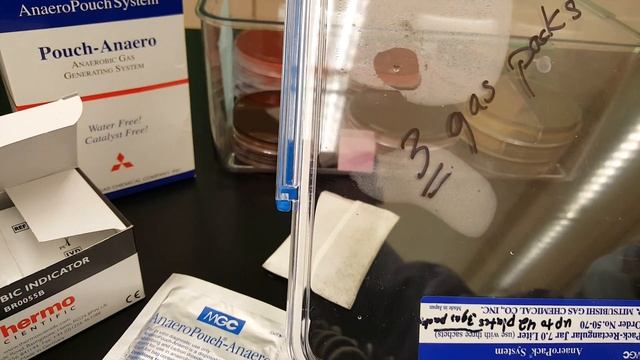 Microbiology: Anaerobic GasPak Container With Indicator