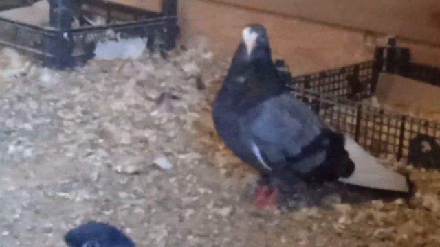 В гостях у Столярова Олега (Ярославль) смотреть онлайн