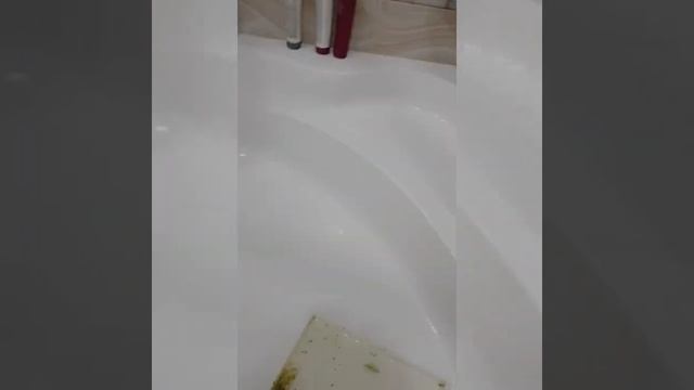 Уход за волнистыми попугайчиками🤣🤣❤ смотреть онлайн