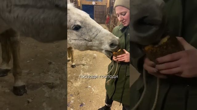 Пробуем с Медеей конфету-лизунец для лошадей в денник🍭 смотреть онлайн