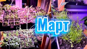Обзор полок с растениями в марте 2025 / Эксперимент с посадкой в улитку / Ранункулюсы что случилось