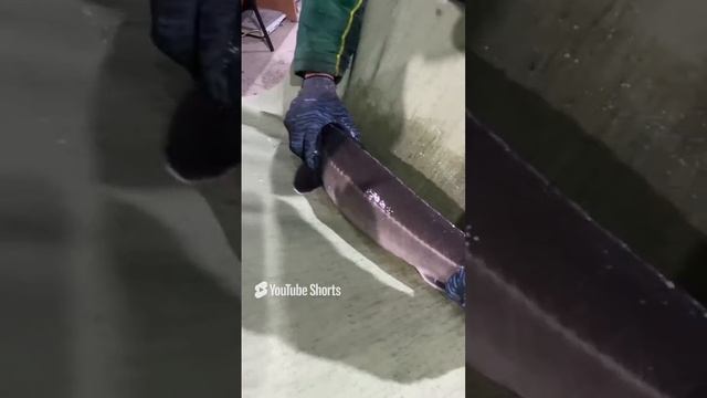 Подготовка к родам стерляди на рыбной ферме ! смотреть онлайн