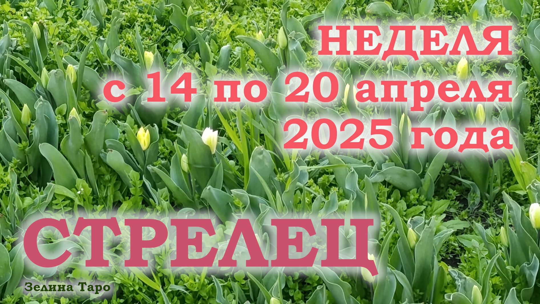 СТРЕЛЕЦ | ТАРО прогноз на неделю с 14 по 20 апреля 2025 года