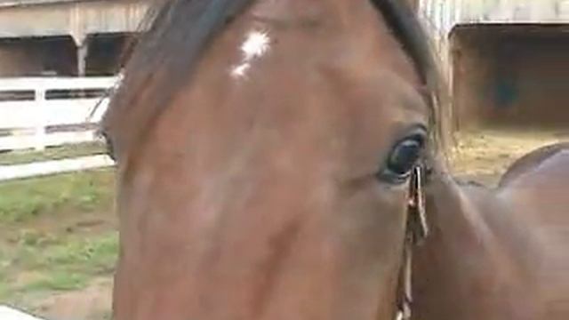 Horse - Premiere Elements 4 Old Preset смотреть онлайн