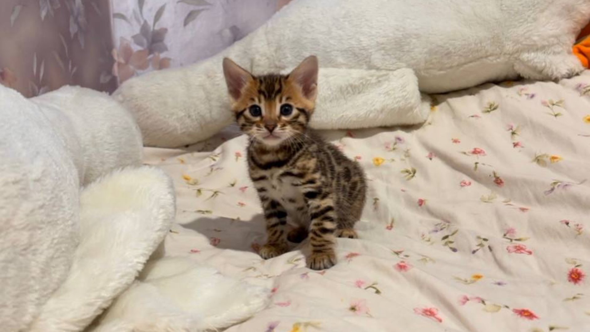 Бенгальский котенок кот смотреть онлайн