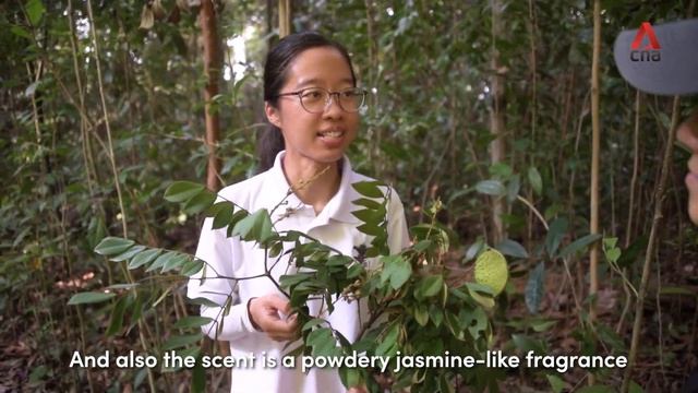 Discovering a critically endangered tree in full bloom, deep in a Singapore forest смотреть онлайн