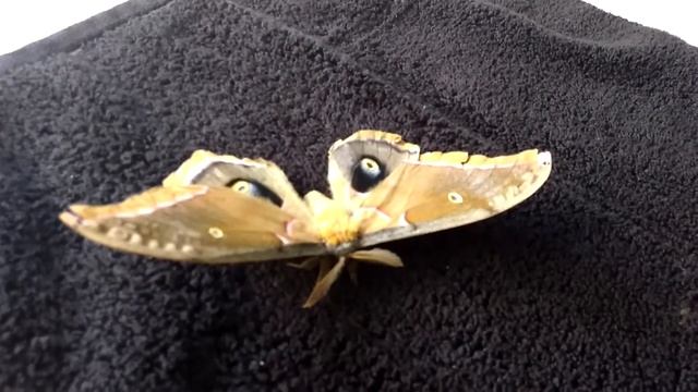 Antheraea polyphemus flips over смотреть онлайн