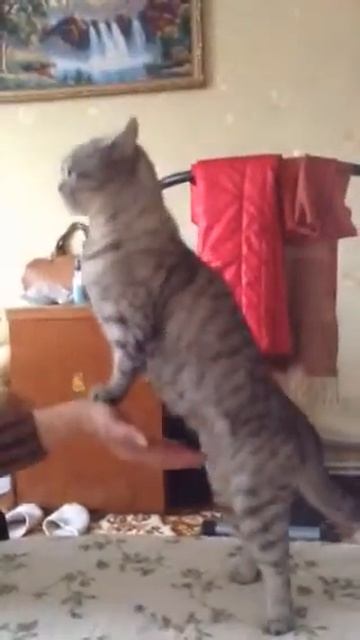 Кошка качается на руке смотреть онлайн