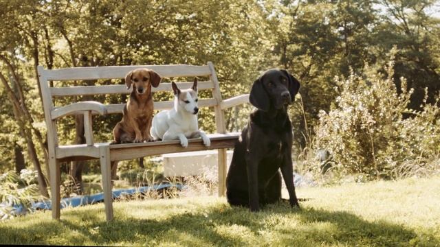 Chilling Dogs смотреть онлайн