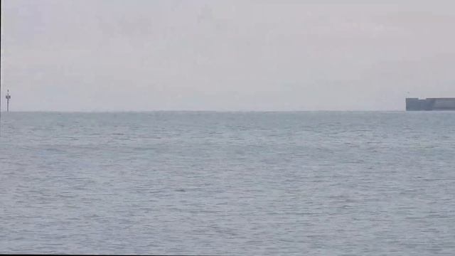 Gabbiano reale vs gazza marina смотреть онлайн