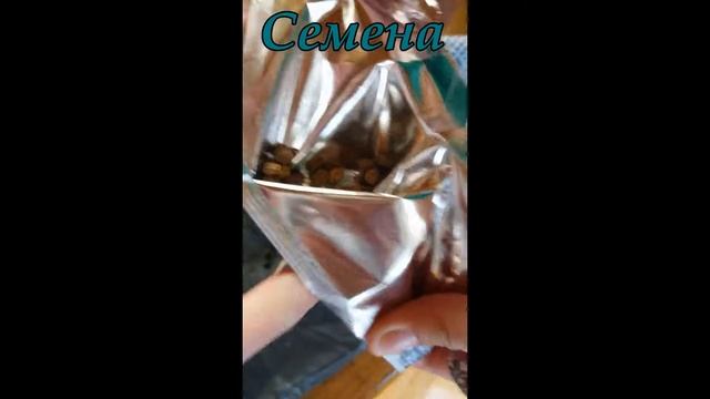 Сажаем семяна)... смотреть онлайн