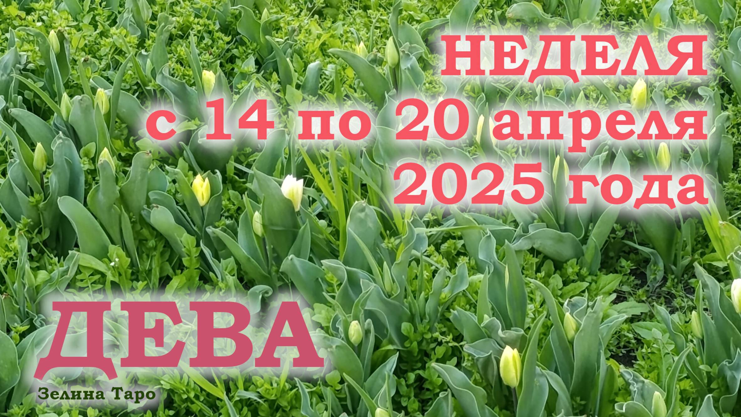 ДЕВА | ТАРО прогноз на неделю с 14 по 20 апреля 2025 года