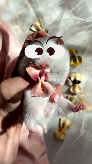 Глазастый крыс #крыса #вкусно #прикол #животные смотреть онлайн