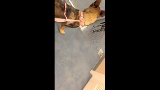 Doggie Daycare Utah- Daycare for Dogs With Aggression Issues смотреть онлайн