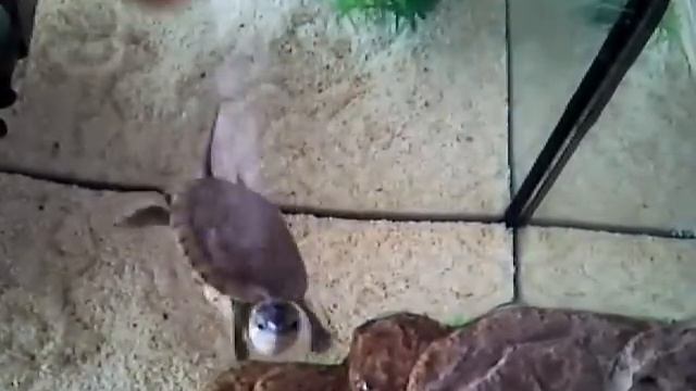 Mauremys caspica turtle (çizgili kaplumbağa)feed смотреть онлайн