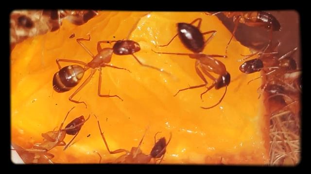 Camponotus consobrinus смотреть онлайн