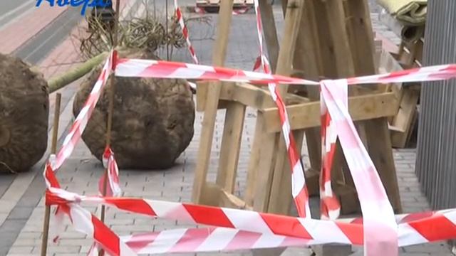 Вартісні дерева, які обіцяли висадити в центрі Луцька, валяються на дорозі без догляду смотреть онлайн
