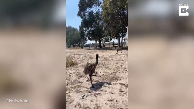 Did You Know Emus Can Run This Fast?! (Funny Emu Running At Super Speed) Fast Birds On Land смотреть онлайн