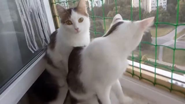 51 - Котик Мартик борется с FIP - окно смотреть онлайн