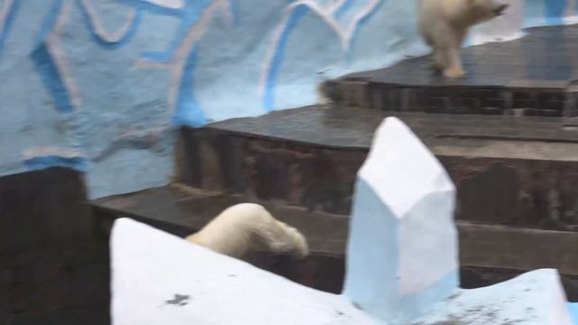 В бассейне большой воды не было два дня, медвежата очень соскучились по воде. 14.04.2024 смотреть онлайн