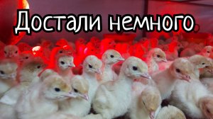 Дефицитная индейка 2025 года. Тонкости инкубации и подращивания. Причины тумаков