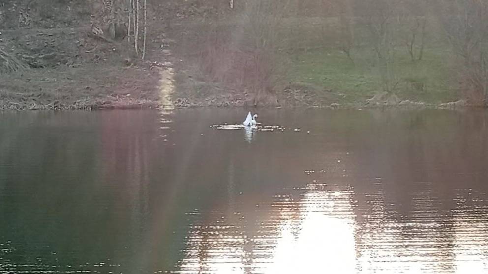 Весенние зарисовки