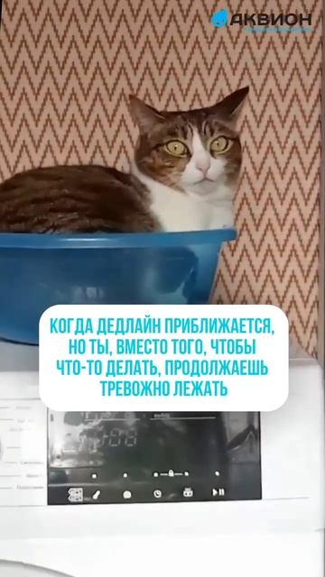 АКВИОН В-КОМПЛЕКС Защита от стресса и тревоги смотреть онлайн