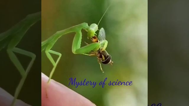 Hoverfly eaten alive by prey Mantis #shorts #mystery of science #science videos #biology videos смотреть онлайн