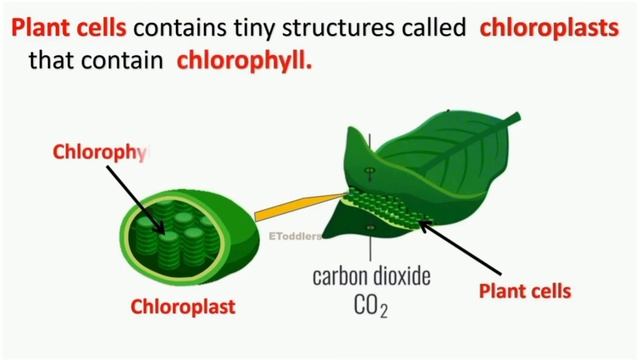 PPT about photosynthesis смотреть онлайн