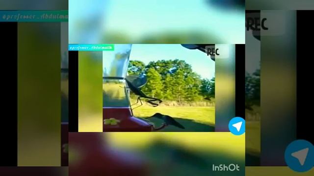 Грозный Богомол! 2ЧАСТЬ. Абдулмалик рассказывает про богомола! смотреть онлайн