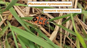 Маленькое путешествие тощего клопика-наземника с ядовитой кровью, любителя молочая и адониса