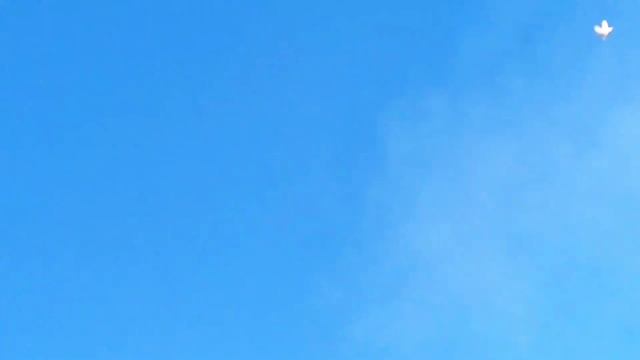 Соревнования голубей. Последний участник Александр. станица Холмская. Награждение победителя. смотреть онлайн