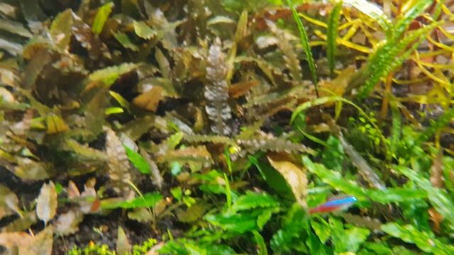 Co2 pond day 143 смотреть онлайн