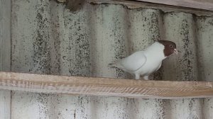 11-04-2025г. голуби  Николая, посёлок  Кевсала, Ипатовский район.Ставропольского края.