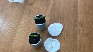 Биология 6 класс. Исследовательская работа. «Проращивание семян» 2 часть…