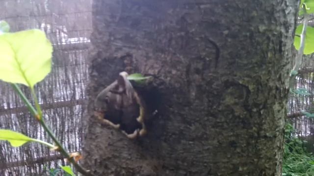 Saturnia pyri female putting eggs_2.MP4 смотреть онлайн