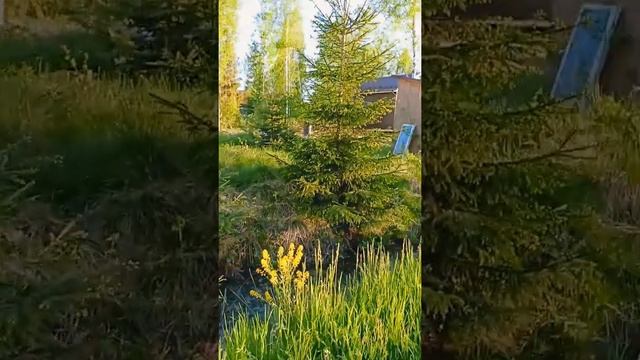 встретили кошку на даче смотреть онлайн