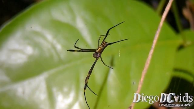 Nephila sp spider (Nephilidae) Golden silk orb-weaver смотреть онлайн