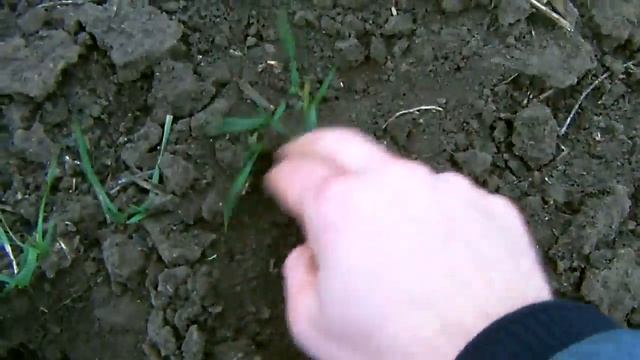 Состояние озимой пшеницы после подкормки (10.03.2019) смотреть онлайн