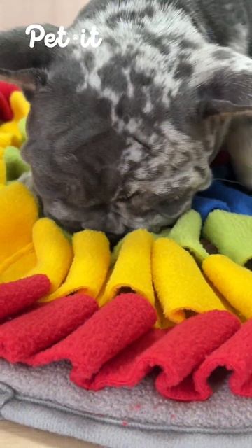 Нюхательный коврик для собак 🐶 Ссылки в описании! смотреть онлайн