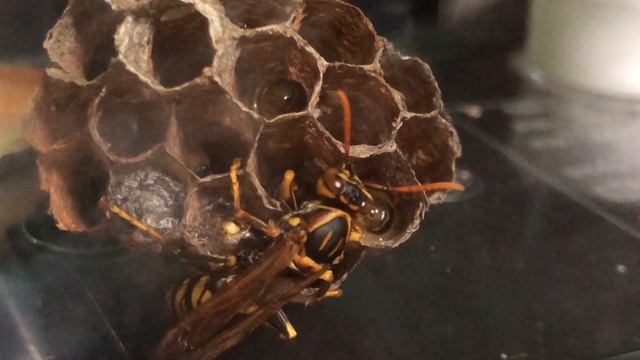 アシナガバチの巣をまるごと飼ってみた смотреть онлайн