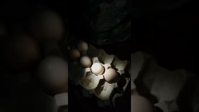 десятый день инкубации.овоскопируем яица которые были под вопросом. смотреть онлайн