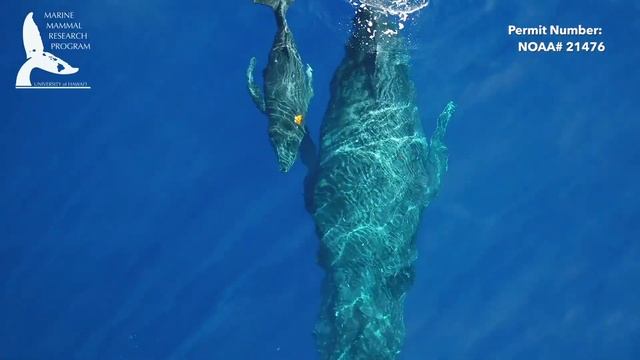 Researchers Share Video Of Maui Humpback Whales Nursing Calves