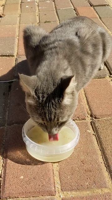 Куриный суп котам полезен сказала кошка Мяу 😸 Hungry cute feral cat eating chicken soup with appeti смотреть онлайн