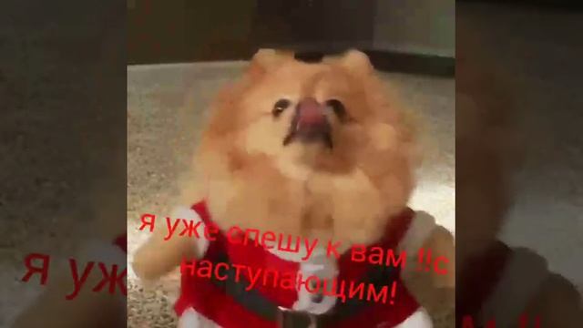 Собака дед мороз! смотреть онлайн